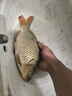 川澤LED硬尾夜光漂鯽魚漂燈珠尾超亮高靈敏夜光漂咬鉤變色電子漂EB1-2 曬單實(shí)拍圖