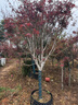 歐博 紅楓樹(shù)苗日本紅楓中國紅紅舞姬盆栽陽(yáng)臺庭院植物別墅綠化風(fēng)景樹(shù) 中國紅楓三季紅12厘米粗 不含盆 曬單實(shí)拍圖