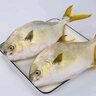 翔泰 海南金鯧魚(yú)凈重900g 2條裝  魚(yú)類(lèi)生鮮 火鍋食材 海鮮水產(chǎn) 中秋 曬單實(shí)拍圖