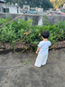 貝因美（Beingmate）愛加12-36月幼兒奶粉大罐3段800g 免疫成長奶粉含乳鐵蛋白 曬單實(shí)拍圖