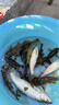 simago喜曼多魚護網(wǎng)兜漁網(wǎng)加厚防掛速干釣魚網(wǎng)兜魚護包漁具33cm*1.9m 曬單實拍圖