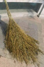 姚河竹掃把大號老式馬路掃帚庭院戶(hù)外掃把工廠(chǎng)車(chē)間專(zhuān)用笤帚一體五把裝 曬單實(shí)拍圖