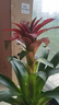 花翁鴻運當頭盆栽植物大紅星帶花綠植源頭直發(fā) 50-60cm（原盆） 曬單實(shí)拍圖