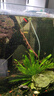 卡奇魚(yú) 斑馬魚(yú) 淡水魚(yú) 觀(guān)賞魚(yú) 小型觀(guān)賞魚(yú) 熱帶魚(yú) 蝶翼斑馬熒光好養易活 糖果斑馬30條1.5-2.5cm最少5色 曬單實(shí)拍圖