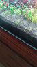 尼特利1號大師水草泥魚(yú)缸專(zhuān)用水藻泥生態(tài)草缸底砂營(yíng)養土2L/袋 曬單實(shí)拍圖