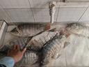 老鬼（OLDGHOST）鯽魚鯉魚巨物引誘劑釣魚專用打窩料鰱鳙羅非野釣誘魚劑小藥添加劑 【1瓶裝】羅非引誘劑*120ml 曬單實(shí)拍圖