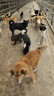 麥富迪 狗糧 藻趣兒通用全價(jià)犬糧小中大型犬泰迪柯基金毛拉布拉多 【熱銷】成犬糧40斤裝 曬單實(shí)拍圖