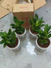 花翁金鉆盆栽室內植物耐陰花卉綠植源頭直發(fā) 3棵高20cm+早安盆 2盆 曬單實(shí)拍圖