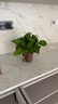 綠有意綠蘿盆栽室內(nèi)植物花卉綠植水培長藤垂吊大葉綠籮新房家用吸除甲醛 120原盆儲水綠蘿10盆+壺+10肥 帶盆帶土發(fā)貨 曬單實(shí)拍圖