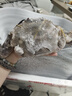舟山梭子蟹鮮活特大野生大螃蟹新鮮冷凍海鮮水產(chǎn)海蟹飛蟹白蟹順豐 7-9兩/只【5斤凈重 特大肥壯】 曬單實(shí)拍圖