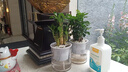 植導(dǎo)引力綠植小盆栽懶人吸水盆室內(nèi)桌面好養(yǎng)植物綠蘿發(fā)財(cái)樹(shù)多款任選 竹柏+早安吸水盆 曬單實(shí)拍圖