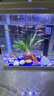 寵小俠純種孔雀魚(yú)觀(guān)賞魚(yú)好養耐活淡水小型魚(yú)熱帶魚(yú)鳳尾熱帶魚(yú)小魚(yú)苗 練手孔雀2-3cm30條（26送4備損） 曬單實(shí)拍圖