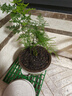 文竹盆栽室內(nèi)客廳植物花卉辦公室綠植桌面凈化空氣創(chuàng)意小盆景原盆 精選小文竹【15-22cm高】1盆+育苗盤 曬單實(shí)拍圖