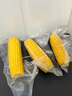 東北黃糯玉米真空包裝速食玉米軟糯香甜代餐小棒140g-180g 3根裝 曬單實拍圖