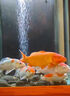 AILUKI日本調光魚缸燈魚缸led燈水族箱照明燈防水全光譜水草燈原生燈支 10CM非智控-適合10-20CM缸單支架 曬單實拍圖