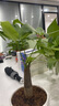 ?【包活】發(fā)財樹(shù)盆栽鮮花綠植物辦公室內吸甲醛綠蘿文竹水培易養 【粗2-3cm】單桿發(fā)財樹(shù)【原盆】 曬單實(shí)拍圖