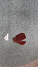 泰國斗魚(yú)小型熱帶觀(guān)賞魚(yú)魚(yú)活體網(wǎng)紅小寵好養耐活小型淡水魚(yú)半月公 紅色半月公1條 曬單實(shí)拍圖
