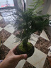 幼薇文竹盆栽植物室內(nèi)綠化四季迷你辦公室綠植擺件桌面好養(yǎng)創(chuàng)意小盆景 文竹+舍得小紫砂盆+圓形底盤 帶盆栽好 曬單實拍圖