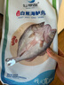 仙泉湖三去白蕉海鱸魚1斤/條凈膛冷凍刺少肉厚珠海特產(chǎn)500g生鮮食材 曬單實(shí)拍圖