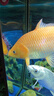 森森（SUNSUN）魚(yú)缸燈水草燈全光譜led燈防水燈管水族燈爆藻燈水陸兩用燈管 高亮白（全光譜） 適合1.2m魚(yú)缸 20W獨(dú)立開(kāi)關(guān) 長(zhǎng)98cm 曬單實(shí)拍圖