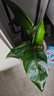 小花農水培植物觀(guān)察盒綠植豆芽容器生長(cháng)種植學(xué)生兒童盆栽幼兒園實(shí)驗作業(yè) 水培芽菜-綠豆苗 【無(wú)土種植】 曬單實(shí)拍圖
