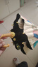 天瑋傘業(yè)兒童雨傘長(cháng)桿直柄傘防曬太陽(yáng)傘小學(xué)生3-10歲幼兒園 黃色恐龍 曬單實(shí)拍圖