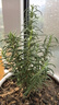 新鮮迷迭香苗盆栽可食用牛排用香草百里香室內(nèi)陽臺提神驅(qū)蚊植物 迷迭香原土原盆2盆 曬單實拍圖