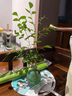 佰花錦水培植物室內(nèi)花卉綠植盆栽辦公室四季常青好養(yǎng)活桌面盆景懶人首選 水培小玻璃瓶+九里香+圓形底座 整體高度約10-20cm/不同植物高度不同 曬單實拍圖