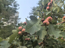 全新正版背叛豆豆原著(zhù)原版未刪減版當代經(jīng)典文學(xué)名著(zhù)哲學(xué)勵志書(shū) 曬單實(shí)拍圖