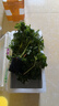 勝畫魚缸水草植物直接入缸真水草凈化竹節(jié)草蜈蚣草懶人養(yǎng)魚水草造景 水羅蘭買1發(fā)3【免底砂/免種植】 曬單實拍圖