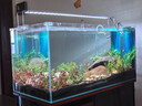 尼奧光魚(yú)缸燈水草燈xp二代LED增艷燈 XP-800【適用80-90cm魚(yú)缸】 曬單實(shí)拍圖