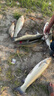 HIKMICRO無(wú)線(xiàn)聲納探魚(yú)器超聲波釣魚(yú)蘋(píng)果手機探測器攝像頭水下高清可視神器 曬單實(shí)拍圖