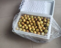 京鮮生 陜西大荔冬棗 凈重4斤禮盒裝 單果15-23g 生鮮水果 曬單實拍圖