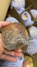 京愿 新鮮水蜜桃 毛桃 脆甜桃子 紅不軟  當季新鮮孕婦水果生鮮 5斤（凈重4.5斤） 曬單實拍圖