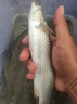 川澤升級無結(jié)線組成品主線套裝魚線主線強拉力進口綁好大物釣魚線組 5.4米 【4卷裝】+收納盒+剪刀 2.0號 曬單實拍圖