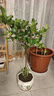 梔子花盆栽花卉植物室內(nèi)四季開花帶花苞陽臺(tái)綠植濃香型大樹苗好養(yǎng) 【花期帶花苞】】獨(dú)桿梔子55-65厘米+簡易盆 曬單實(shí)拍圖