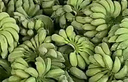 三萌果蔬廣西小米蕉【青蕉發(fā)貨收到需催熟】芭蕉新鮮水果香甜粉糯現(xiàn)摘現(xiàn)發(fā) 5斤精選果【香甜軟糯】凈4.5斤 曬單實(shí)拍圖
