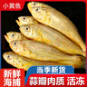 冰鮮部族小黃魚(yú) 新鮮冷凍海鮮深海黃花魚(yú) 活魚(yú)速凍燒烤食材 【新鮮海捕】深海小黃魚(yú)4斤 曬單實(shí)拍圖