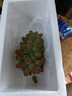 傾睦茉莉香葡萄【順豐】郁金香脆甜無籽紅提子玫瑰香孕婦新鮮水果禮盒 500g整串發(fā)貨/順豐包郵 曬單實拍圖