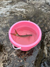光威（GW）1.15米黃色釣得樂(lè )二代一體式魚(yú)竿海竿套裝便攜式短節釣竿拋竿漁具 曬單實(shí)拍圖