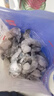 京東超市 海外直采大號泰國黑虎蝦仁凈重700g 無(wú)保水劑 京東自營(yíng)品質(zhì)保障 曬單實(shí)拍圖