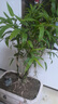 水培米竹盆栽室內植物小葉綠植矮化竹子苗辦公桌面觀(guān)賞鳳尾竹盆景 米竹30-40厘米【大盆30棵不活包賠】 曬單實(shí)拍圖