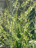 千禾0添加減鹽蠔油555g 【減鹽25%】擠擠裝蘸拌燉撈炒蒸調(diào)味料 曬單實拍圖