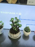 OEMG金錢(qián)木盆栽招財植物多肉老樁室內客廳辦公室桌面四季好養綠植花卉 玉錦金錢(qián)木3-5枝頭+（原廠(chǎng)塑料盆） 招財植物 15天包活 曬單實(shí)拍圖