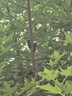 HIKVISION?？低曇曨l會(huì )議套裝2K高清帶麥克風(fēng)廣角聚焦人像居中USB外接電腦臺式機設備U64 Pro+無(wú)線(xiàn)麥 曬單實(shí)拍圖