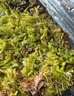 柯必達(dá)青苔蘚鮮活苔蘚微景觀植物盆景盆栽水陸缸假山草造景材料白 大灰蘚(15*8)cm 2盒 曬單實(shí)拍圖