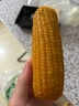 佟創(chuàng) 東北黃糯玉米新鮮糯甜玉米棒 代餐輕食真空包裝玉米生鮮 東北黃糯玉米160g*10棒 曬單實(shí)拍圖