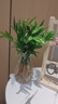 驅(qū)蚊竹柏水培植物大棵室內(nèi)水養(yǎng)綠植花卉盆栽辦公室桌面驅(qū)蚊草好養(yǎng) 精選竹柏10顆+透明鉆石瓶+肥料+彩石 曬單實拍圖