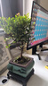 小葉赤楠盆景植物辦公花卉基地直銷(xiāo)批發(fā)綠植盆栽室內擺件花卉綠植 赤楠+方形山水盆+苔蘚+底座 曬單實(shí)拍圖