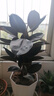 黑金剛橡皮樹(shù)盆栽菠蘿樹(shù)客廳室內(nèi)綠葉大葉四季常青型植物凈化空氣 61-75公分高3棵][不含盆原土發(fā)貨 曬單實(shí)拍圖